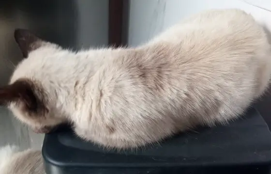 Seu parceiro seria um Maine Coon!