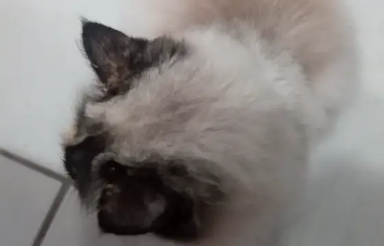 Seu parceiro é um Siamês!