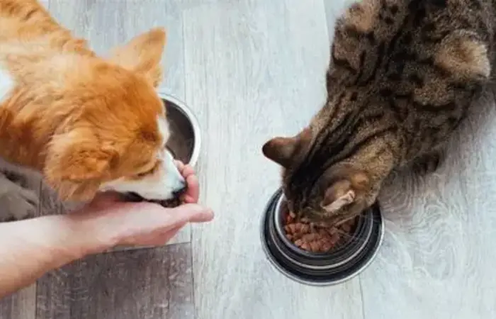 Nutrição básica de cães e gatos