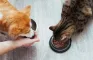 Nutrição básica de cães e gatos