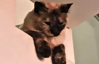Vamos conhecer a minha gatinha!
