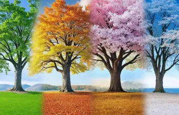 Com que estação do ano tu mais combinas?