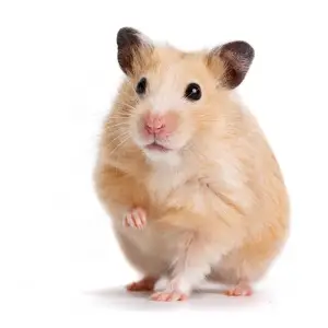 Hamster