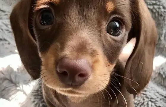 Qual desses animais você teria? (Se pudesse)