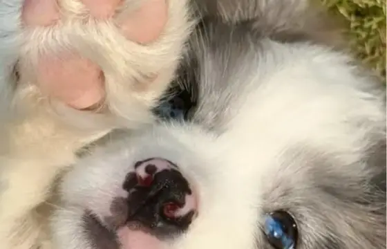 Você gosta de animais?