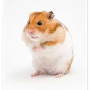 Hamster