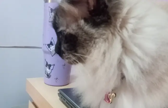 Qual seria o melhor nome para você colocar na sua gatinha?