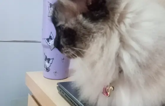 Qual seria a cor do seu gatinho?