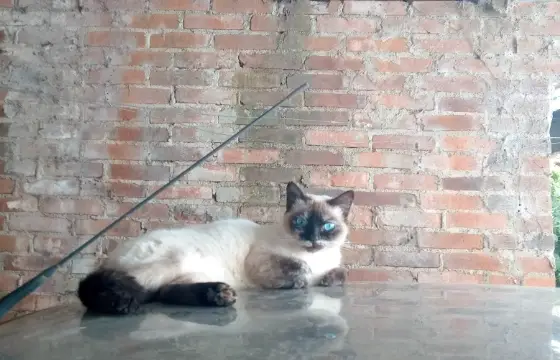 Simba!