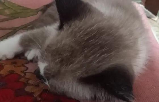 Mia!