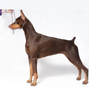 Doberman