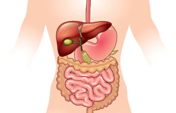 O quanto você sabe sobre o sistema digestivo?