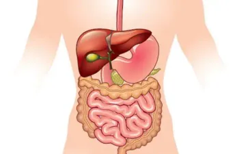 O quanto você sabe sobre o sistema digestivo?