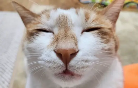 Que gato é esse?