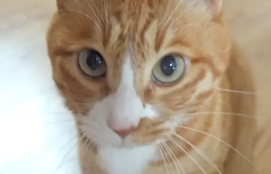 Que gato é esse?