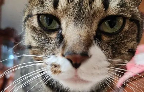 Que gato é esse?