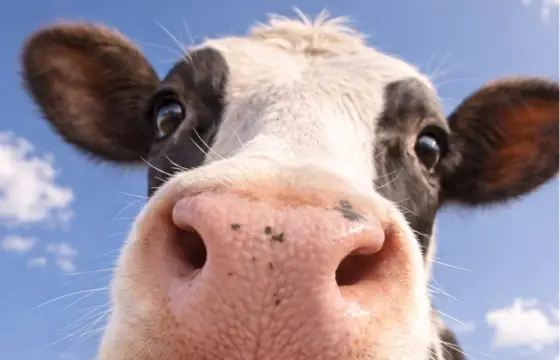 Antes mesmo de você fazer alguma coisa o vento ficou MUITO forte, e te puxou para dentro,dentro dela você precisava escolher um animal para ser: