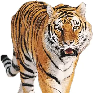 Tigre