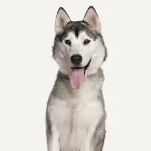 Husky Siberiano