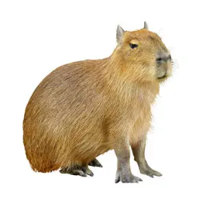 Capivara