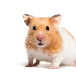 Hamster